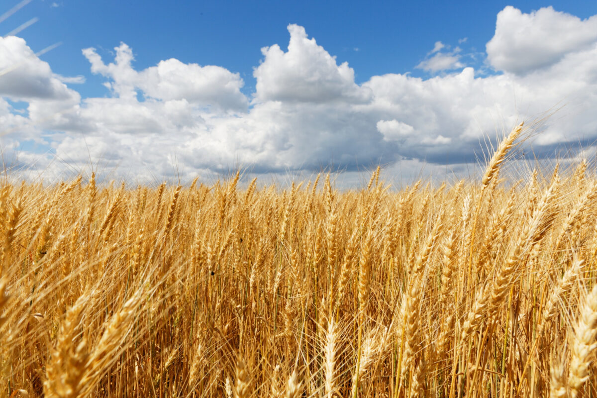 Ουκρανία: Στα ύψη οι τιμές σε σιτάρι και καλαμπόκι – Επηρεάζεται όλη η Ευρώπη