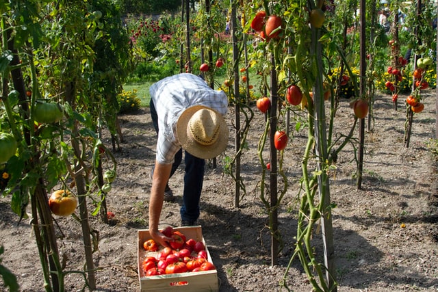 Μειωμένη η παραγωγή ντομάτας – Ανησυχία για τους παραγωγούς- ΒΙΝΤΕΟ