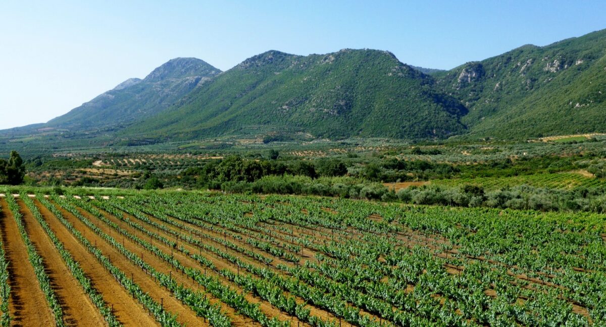 «Navarino Vineyards»: Τι σημαίνει το deal ΤΕΜΕΣ με PREMIA Properties και Ελληνικά Οινοποιεία